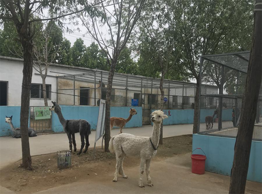 天鵝湖風(fēng)景區(qū)（泰山）速覽！(圖4)