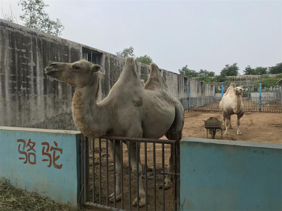 天鵝湖風(fēng)景區(qū)（泰山）速覽！(圖8)