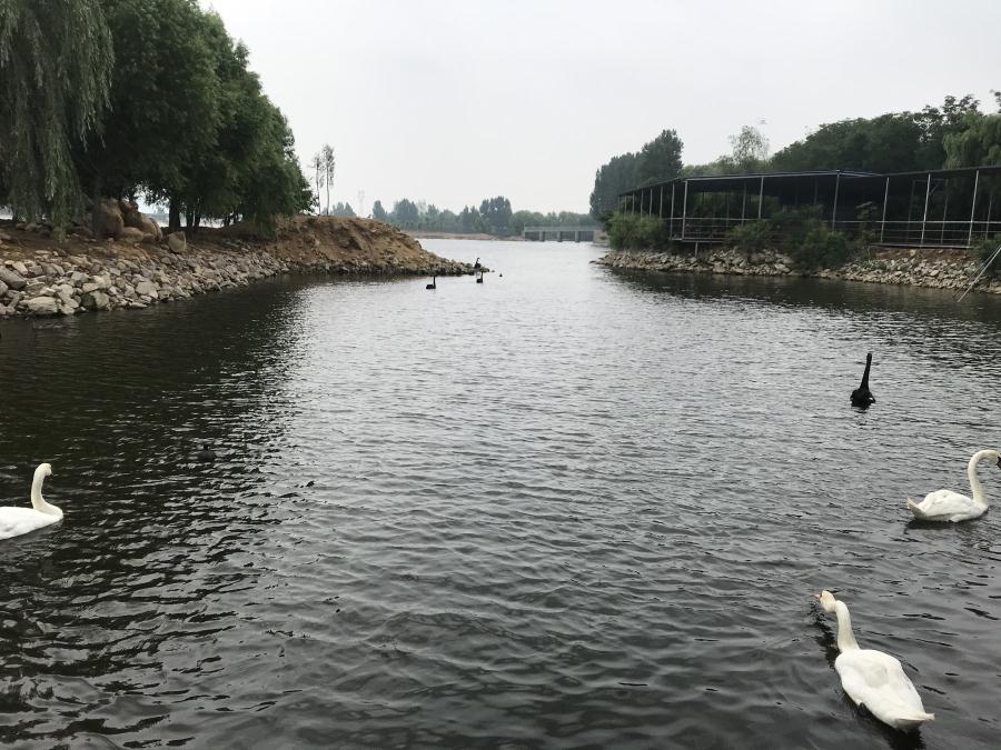 天鵝湖風(fēng)景區(qū)（泰山）速覽！(圖14)