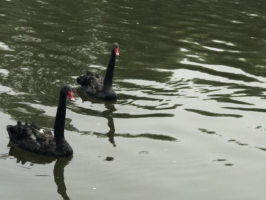 天鵝湖風(fēng)景區(qū)（泰山）速覽！(圖13)