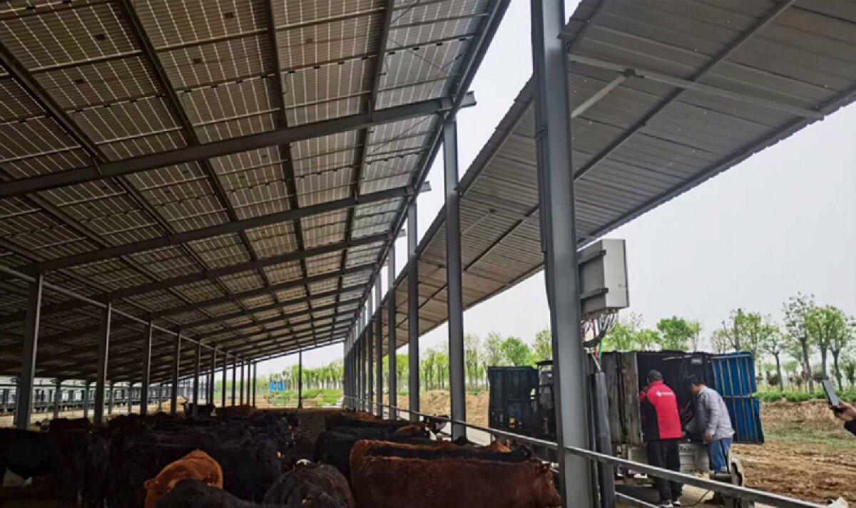 信橋鋼構(gòu)：打卡蒙陰農(nóng)業(yè)溫室大棚、青州黑牛養(yǎng)殖基地！(圖4)