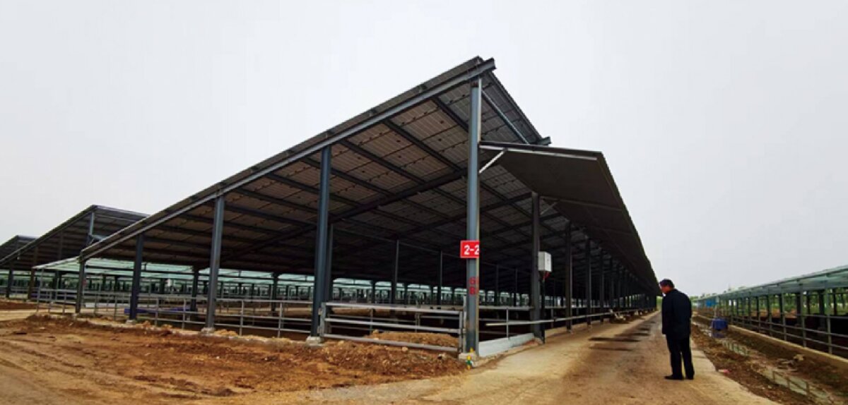 信橋鋼構(gòu)：打卡蒙陰農(nóng)業(yè)溫室大棚、青州黑牛養(yǎng)殖基地！(圖5)